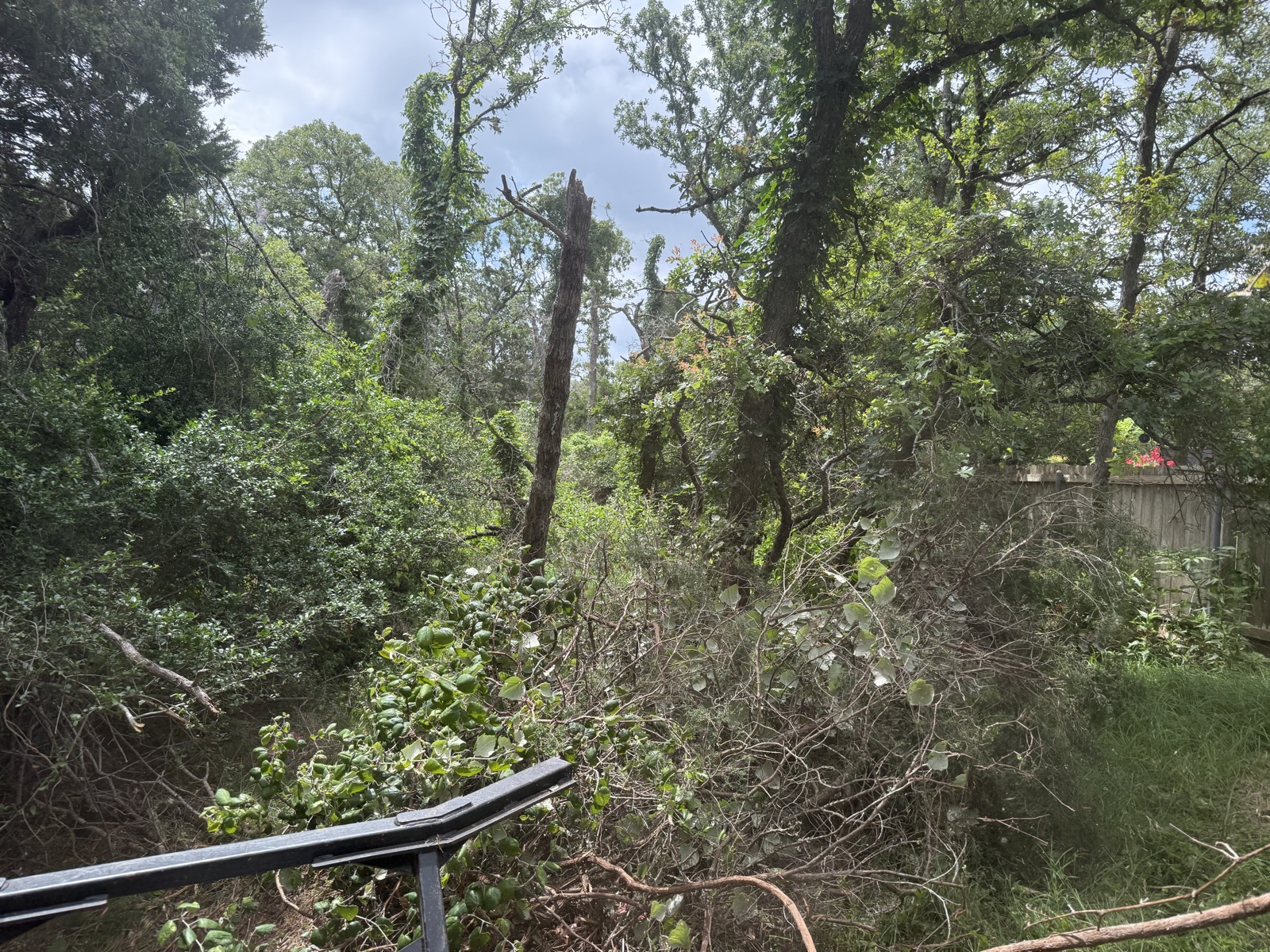 Overgrown residential lot, brush and dead snags against the back fence