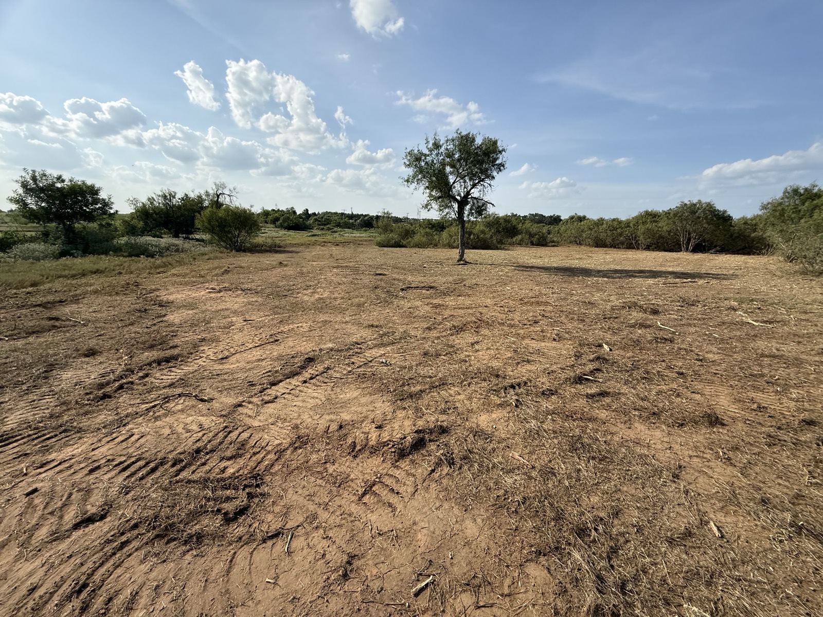 Same pasture cleared and mulched, one live tree kept